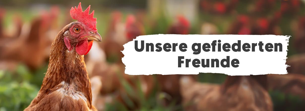 Unsere gefiederten Freunde