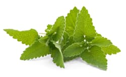 Zielke's BIO Zitronenmelisse, Bund