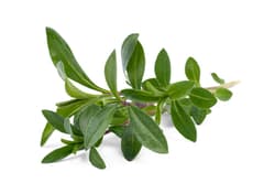 Zielke's BIO Bohnenkraut, Bund