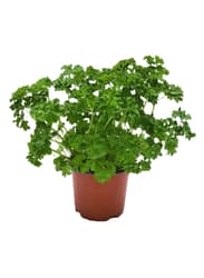 Potager´s Berliner Petersilie Kraus, Topf