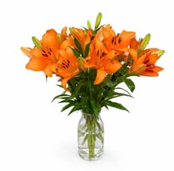 bluums. Lilien Aziate orange