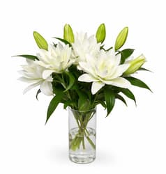 bluums. Lilies white