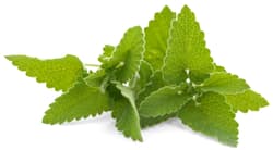 Lemon balm