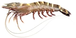 Black Tiger King raw king prawns - 1 piece