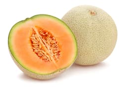 Cantaloupe melon