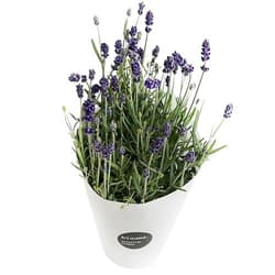 bluums. Lavender