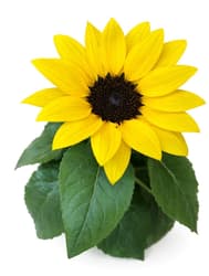 bluums. Sunflower in pot