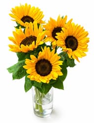 bluums Munich Sunflowers