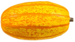 Spaghetti Kürbis, ca. 1,2kg.