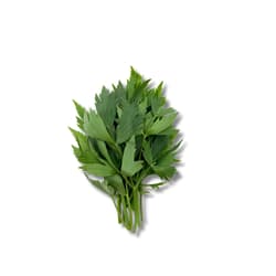 Maltese lovage