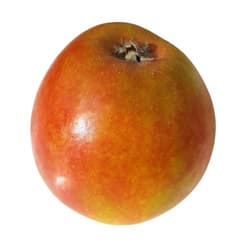 Eckhoffs apple Holsteiner Cox