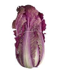 Reinheimer`s Purple Chinese Cabbage