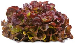 BIO Oak leaf lettuce red, 220g+