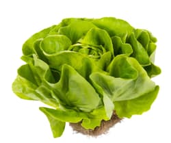 Kopfsalat mit Wurzel, 1 Stk.