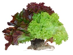 Multicolorsalat mit Wurzel, 1 Stk.