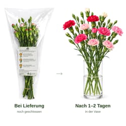 MIMEA Nelkenmischung