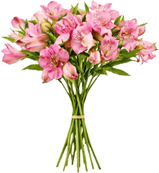 Alstroemeria Pink 40 cm x 8 Stiele