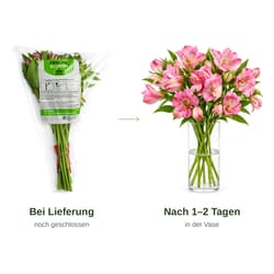 MIMEA Alstroemeria Pink