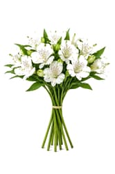 Alstroemeria Weiß 40 cm x 8 Stiele