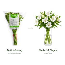MIMEA Alstroemeria Weiß