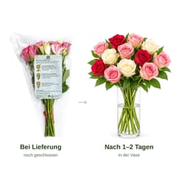 MIMEA Gemischte Rosen, kalte Farben