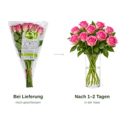 MIMEA Pinke Rosen