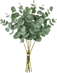 Eukalyptus 40 cm x 8 Stiele