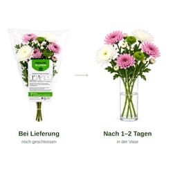 MIMEA Chrysanthemen-Mischung, kalte Farben
