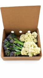 Reinheimer´s Sprossen-Broccoli-Blumenkohl Mix 300gr Schale