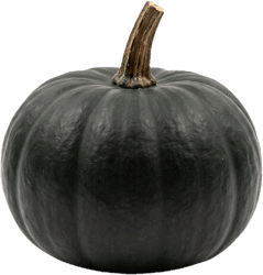 Pumpkin Black Cat