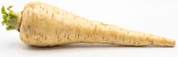 Watzkendorf's Pastinake