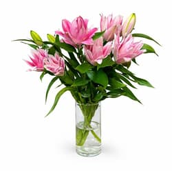 bluums. Lilies pink