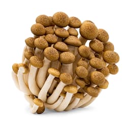 Beech mushroom brown, shell