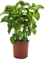 Potager's Basil Genovese in a pot