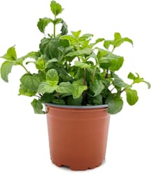 Potager's Mint in a Pot
