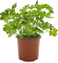 Potager's Parsley Smooth in a Pot