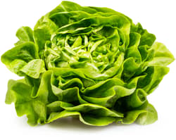 Watzkendorf's BIO Kopfsalat grün, 1 Stk.