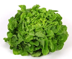 Watzkendorf's ORGANIC oak leaf lettuce green