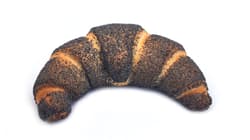 Exner Mohnhörnchen