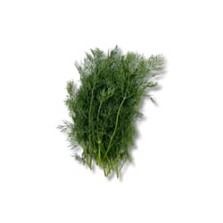 Dill