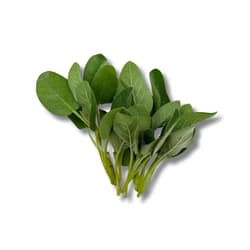 Sage