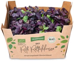 Bio rote Rettichkresse, Schale