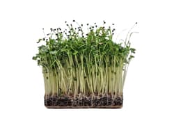 Supergreen's ORGANIC On bread, mild
