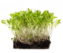Supergrün's BIO Koriander Microgreens