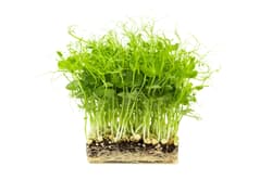 Supergreen's ORGANIC Pea Microgreens