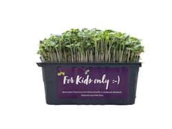Supergreen's ORGANIC Kids Mix