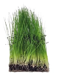 Supergreen's ORGANIC chives