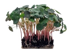 Supergreen's ORGANIC nasturtium