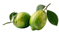 Amalfi Lemon, 1 pc.