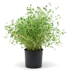 Potager`s Berliner feiner Thymian, Topf